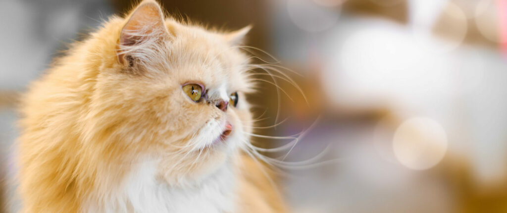 gatto